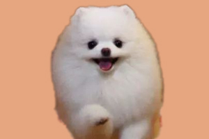 博美犬喜欢吃什么