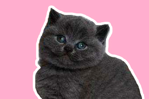 英短蓝猫耳朵怎么清理