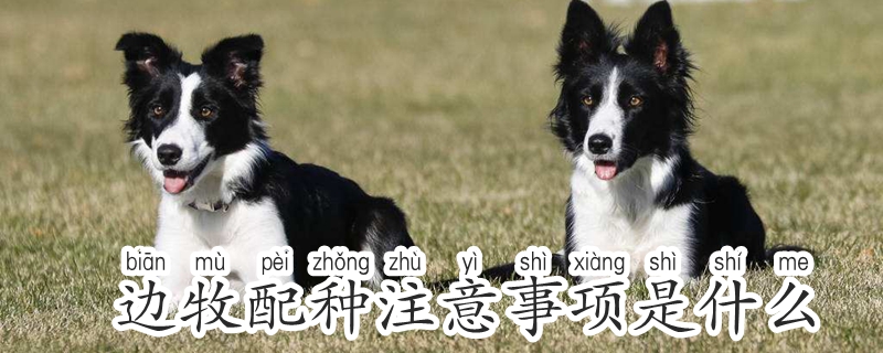 邊境牧羊犬配種注意事項是什麼