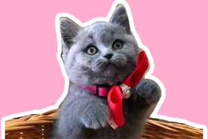 英短蓝猫掉毛怎么办