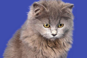 金吉拉猫怎么剪毛