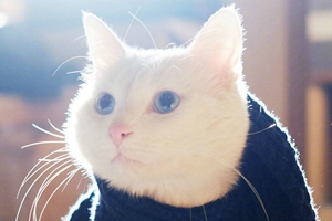 猫咪吃什么补钙