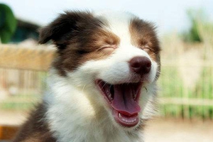 边牧喂养注意事项有哪些