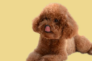 泰迪耳螨怎么治疗