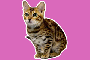 孟加拉豹猫怎么养