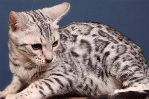 孟加拉豹猫怎么选花纹