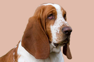 巴吉度犬可以吃什么