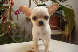 怎么给吉娃娃洗澡