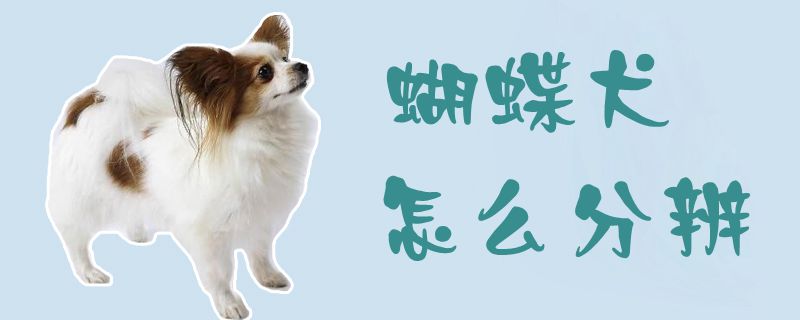 蝴蝶犬怎么分辨1