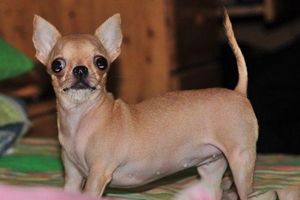 怎么给吉娃娃剪指甲