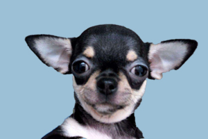 吉娃娃不听话怎么办