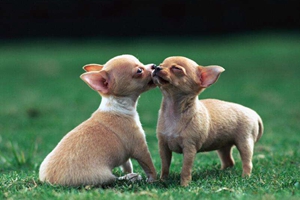 吉娃娃补钙吃什么