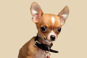 吉娃娃不能吃的食物有哪些