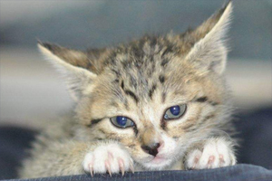 狸花猫幼猫吃什么
