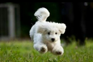 比熊犬不爱吃狗粮怎么办