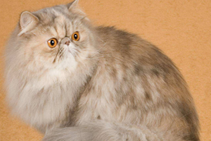 波斯猫怎么养