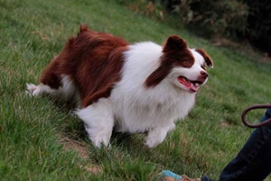 养边境牧羊犬注意事项有哪些