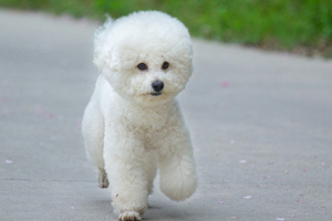 小比熊不吃饭怎么办