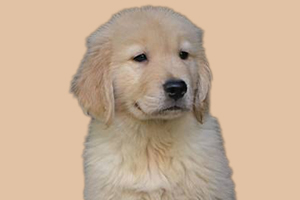 金毛幼犬不拉屎怎么办