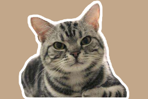 美国短毛猫怎么洗澡