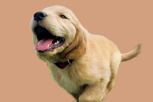 金毛幼犬不能吃的东西有哪些