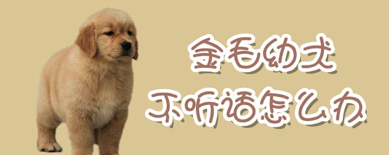 金毛幼犬不聽話怎麼辦