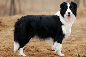 如何养边境牧羊犬