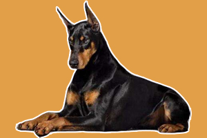 杜宾犬怎么看品相