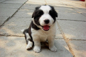 如何辨别边境牧羊犬