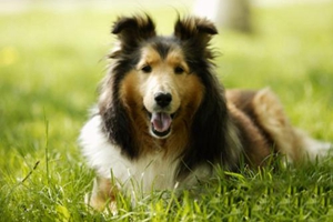 边境牧羊犬洗耳朵怎么洗