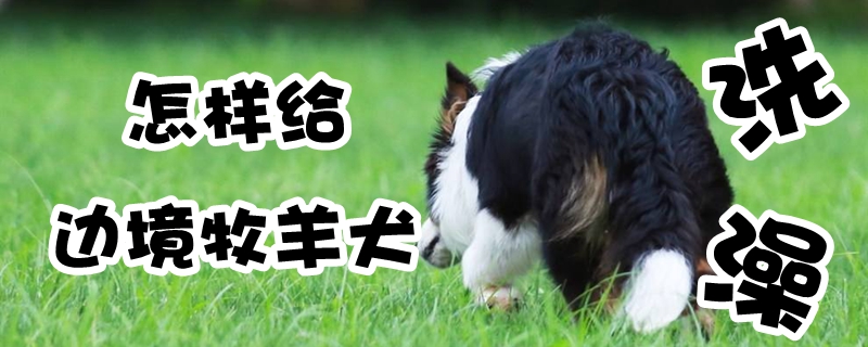 怎样给边境牧羊犬洗澡