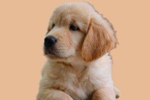 金毛幼犬不吃狗粮怎么办