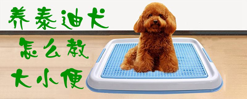 養泰迪犬怎麼教大小便1