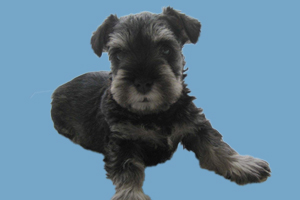 雪纳瑞不听话怎么办