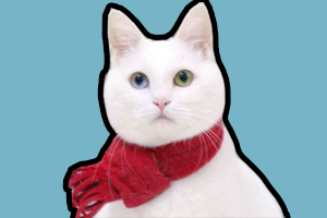 猫冬天怎么保暖