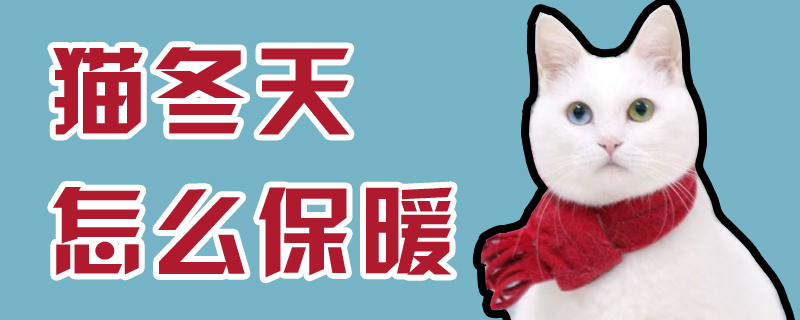 猫冬天怎么保暖