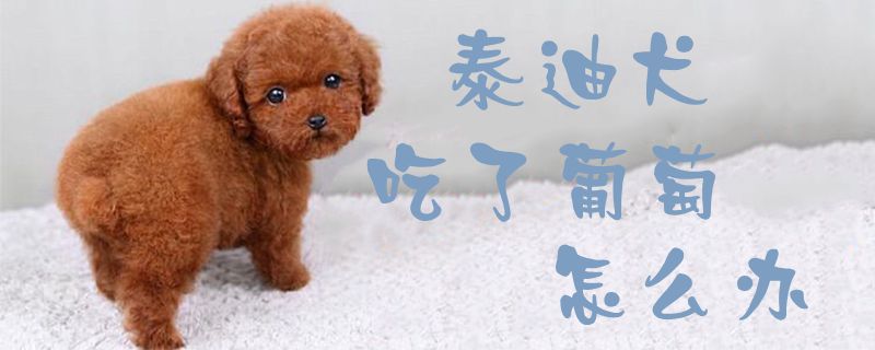 泰迪犬吃了葡萄怎么办1