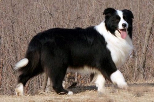 边牧不能吃什么东西