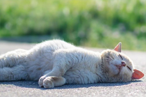 猫冬天掉毛严重吃什么