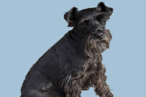 雪纳瑞不吃狗粮怎么办