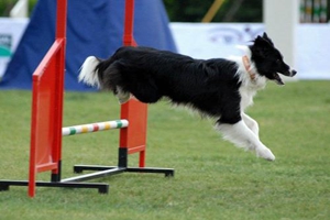 边牧怎么剪指甲