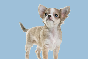 吉娃娃不爱喝水怎么办