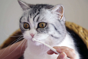 小猫口臭怎么办