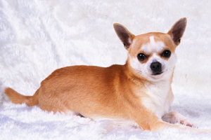 吉娃娃不爱吃饭怎么办