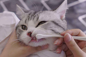 小猫口臭什么原因