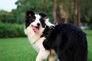 边牧狗吃什么补钙快