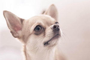 吉娃娃怎么看品相