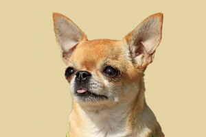 吉娃娃怎么看纯种