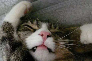 小猫换牙症状有哪些