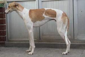 格力犬喂养方法是什么